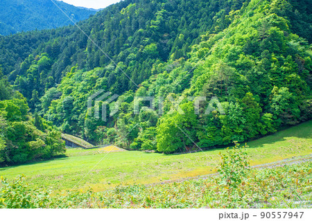 有馬ダム　名栗湖　ダム下の眺め　春　新緑の風景 90557947