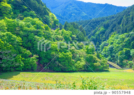 有馬ダム 名栗湖 ダム下の眺め 春 新緑の風景 有馬ダム 名栗湖 ダム下の眺め 春 新緑の風景 90557948