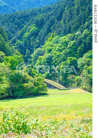 有馬ダム　名栗湖　ダム下の眺め　春　新緑の風景 90557949