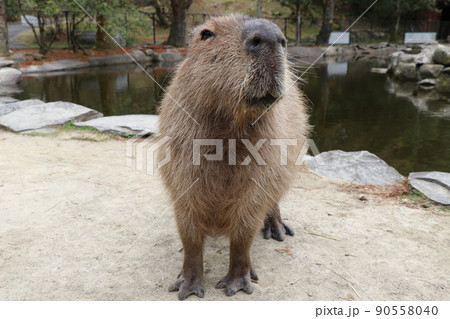 癒される眠そうなカピバラ 90558040