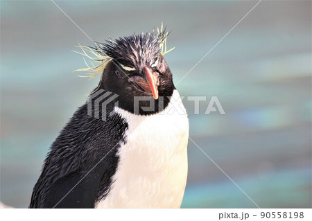 イワトビペンギンは何を思う? イワトビペンギンは何を思う? 90558198