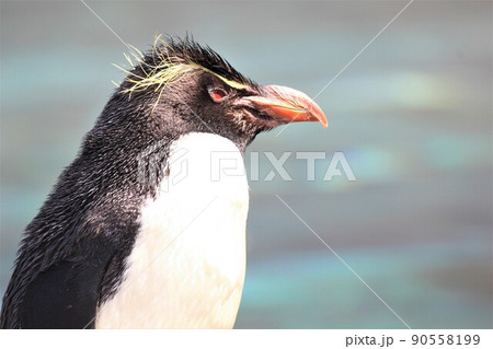 イワトビペンギンは何を思う？ 90558199