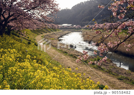 静岡県　河津桜 90558482