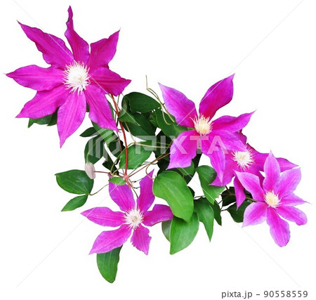 クレマチス、花、白背景 90558559