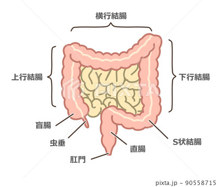 大腸のイラスト 90558715