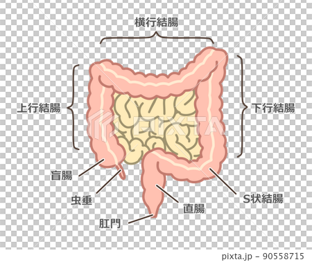Illustration of the large intestine 90558715