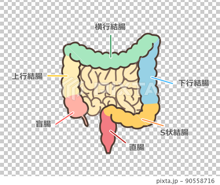 大腸のイラスト 大腸のイラスト 90558716