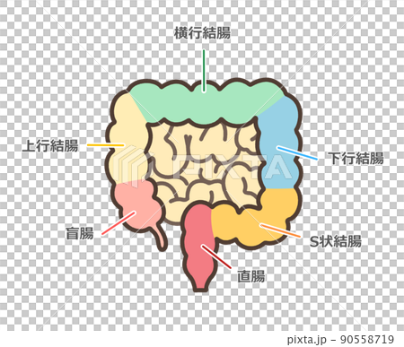 大腸のデフォルメイラスト 90558719