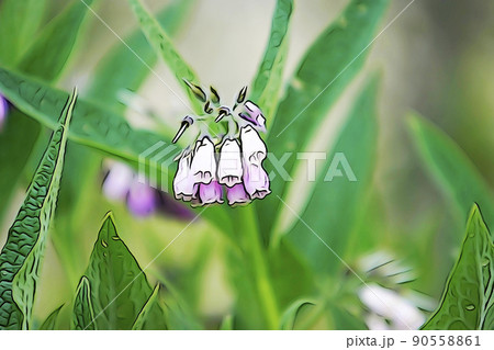 パステル調　”ヒレハリソウ（コンフリー）”　イラストイメージ 90558861