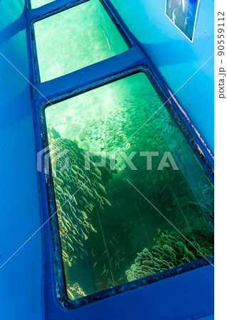 高知県土佐清水市　竜串海岸から見残し海岸への海底に見える日本最大のシコロサンゴ群落と魚たち 90559112