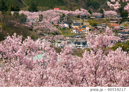 長野県伊那市高遠町勝間 勝間薬師堂のさくらの間より望む高遠城址公園のタカトオコヒガン桜 長野県伊那市高遠町勝間 勝間薬師堂のさくらの間より望む高遠城址公園のタカトオコヒガン桜 90559217