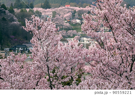 長野県伊那市高遠町勝間 勝間薬師堂のさくらの間より望む高遠城址公園のタカトオコヒガン桜 長野県伊那市高遠町勝間 勝間薬師堂のさくらの間より望む高遠城址公園のタカトオコヒガン桜 90559221