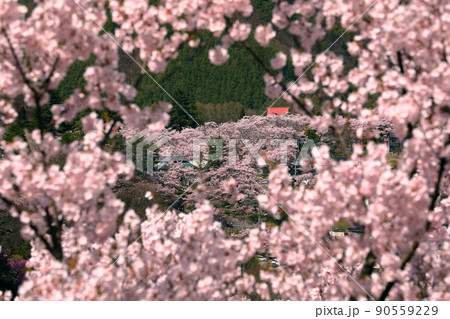 長野県伊那市高遠町勝間 勝間薬師堂のさくらの間より望む高遠城址公園のタカトオコヒガン桜 長野県伊那市高遠町勝間 勝間薬師堂のさくらの間より望む高遠城址公園のタカトオコヒガン桜 90559229