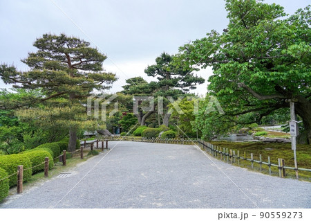 兼六園で見たたくさんの新芽をつけた古い松の大木の情景＠石川 90559273