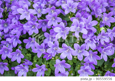 満開のオトメギキョウ 90559556
