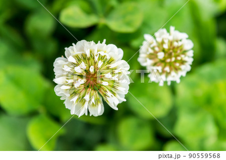 シロツメクサ 90559568