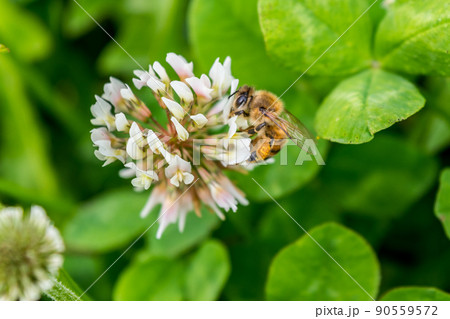 ミツバチとシロツメクサ 90559572