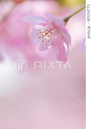 ピンク色に染まった桜　春の風物詩　河津桜 90559773