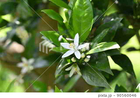 タンカンの花(奄美大島産) タンカンの花(奄美大島産) 90560046