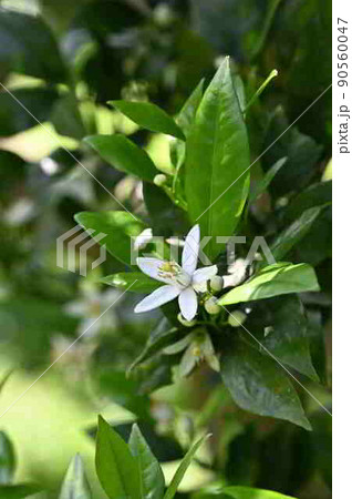 タンカンの花（奄美大島産） 90560047