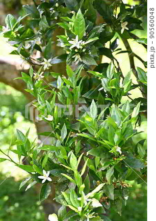 タンカンの花(奄美大島産) タンカンの花(奄美大島産) 90560048