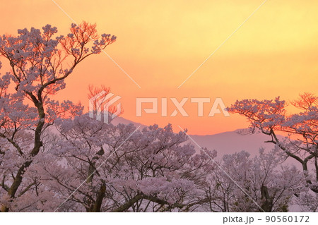 長野県伊那市高遠町東高遠 夕焼けの高遠城址公園タカトオコヒガン桜と中央アルプス木曽山脈 長野県伊那市高遠町東高遠 夕焼けの高遠城址公園タカトオコヒガン桜と中央アルプス木曽山脈 90560172
