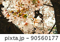 桜　満開 90560177