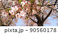 桜　早咲き　風景 90560178