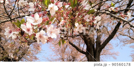 桜　早咲き　風景 90560178