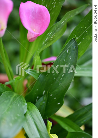 サトイモ科植物・カラーの花 サトイモ科植物・カラーの花 90560434