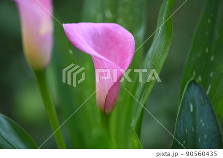 サトイモ科植物・カラーの花 90560435