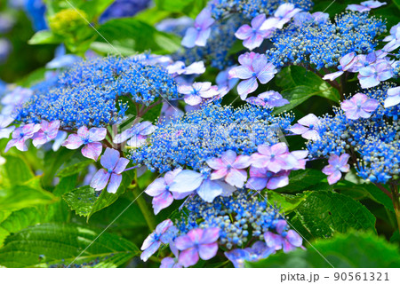 Hydrangea # 3 - Stock Photo [90561321] - PIXTA