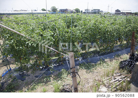 ミニトマト畑 90562088