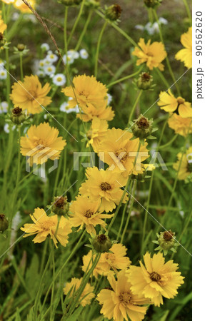 駆除すべき特定外来生物のオオキンケイギク 90562620