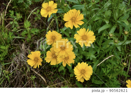 駆除すべき特定外来生物のオオキンケイギク 90562621