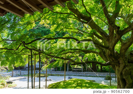 《福岡県》真言宗大覚寺派 雷山千如寺大悲王院(雷山観音) 《福岡県》真言宗大覚寺派 雷山千如寺大悲王院(雷山観音) 90562700