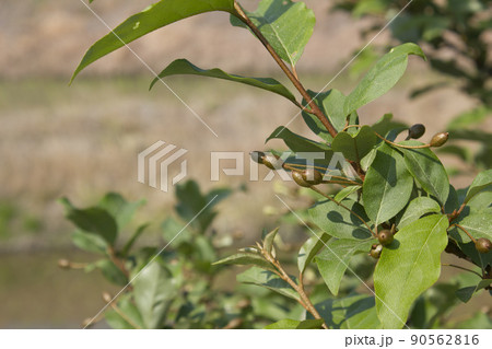 実 植物 葉 90562816