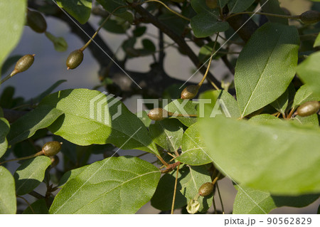 実 植物 葉 90562829