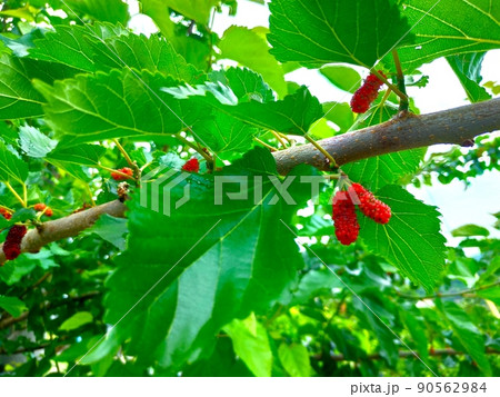 桑の実 マルベリー 桑の実 マルベリー 90562984