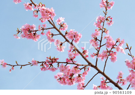 美しいピンク色のさくら 河津桜 美しいピンク色のさくら 河津桜 90563109