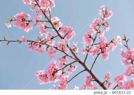 美しいピンク色のさくら 河津桜 美しいピンク色のさくら 河津桜 90563110