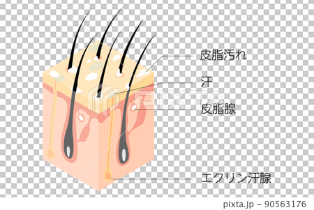 臟頭皮橫截面的圖解,等距 臟頭皮橫截面的圖解,等距 90563176