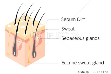 汚れた頭皮の断面図の図解イラスト、アイソメトリック 汚れた頭皮の断面図の図解イラスト、アイソメトリック 90563178