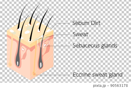 汚れた頭皮の断面図の図解イラスト、アイソメトリック 汚れた頭皮の断面図の図解イラスト、アイソメトリック 90563178