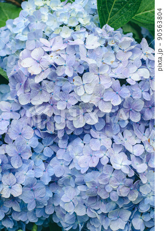 雨の中で咲く美しい雫を蓄えた梅雨(雨季)の花、紫陽花(アジサイ)の写真