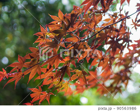 雨上がりの紅葉 雨上がりの紅葉 90563986