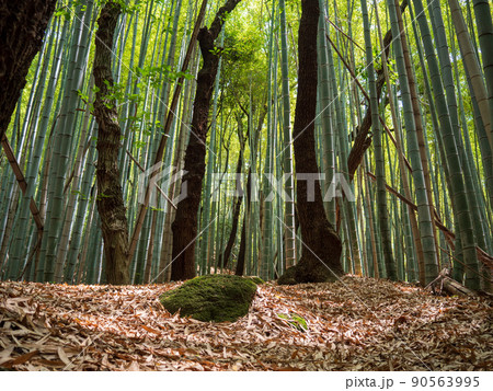 竹林 90563995