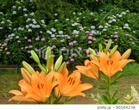 アジサイを背景に咲くオレンジ色のユリの花 90564236