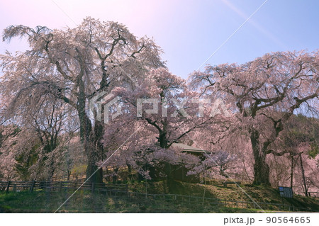 長野県伊那市高遠町勝間　薬師の桜と呼ばれる勝間薬師堂のシダレザクラ 90564665