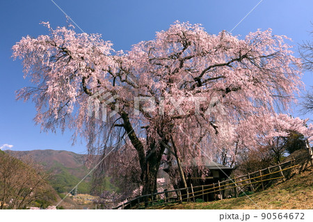 長野県伊那市高遠町勝間　薬師の桜と呼ばれる勝間薬師堂のシダレザクラ 90564672